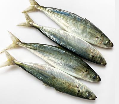 3 món ngon làm từ cá nục suôn cực bắt miệng