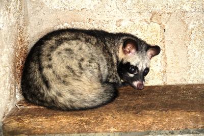 Bảng báo giá chồn hương giá rẻ nhất hiện nay