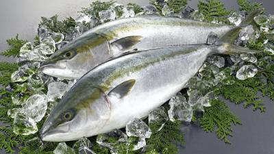 Cá cam Hàn Quốc, sự lựa chọn hoàn hảo từ thực phẩm Vifoods