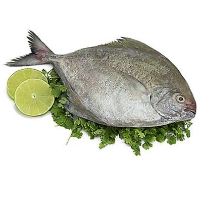 Cá đông lạnh giá sỉ cho căn tin, trường học