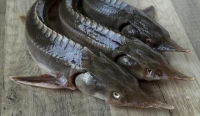 Cửa hàng Cá tầm tươi sống giá tốt, uy tín tại tp HCM