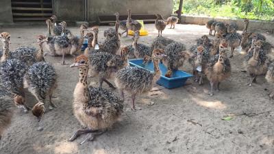 Trang trại cung cấp đà điểu giống, đà điểu thịt tại Sài Gòn