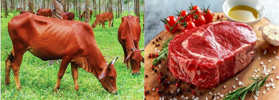 Thịt bò và những lợi ích sức khỏe mang đến cho cơ thể