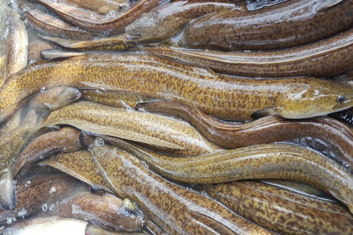 Các bệnh thường gặp trên cá chình bông và cách phòng trị hiệu quả