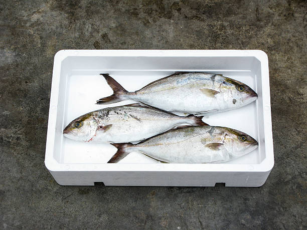 Cá Cam-Triều Đình SeaFood | Triều Đình Seafood